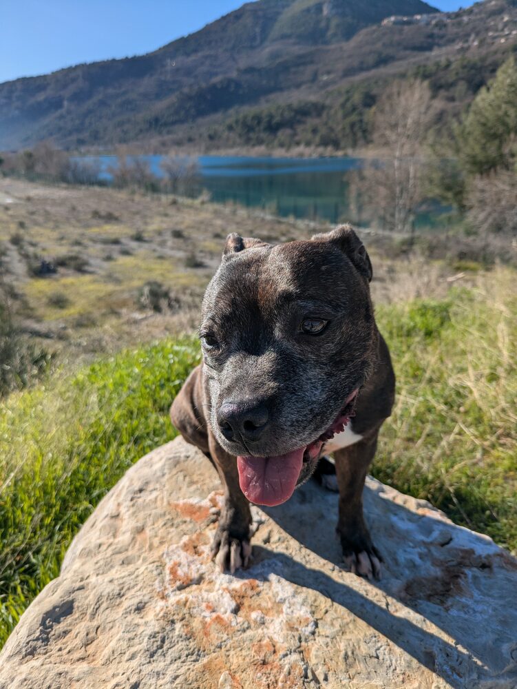 Balade éducative canine