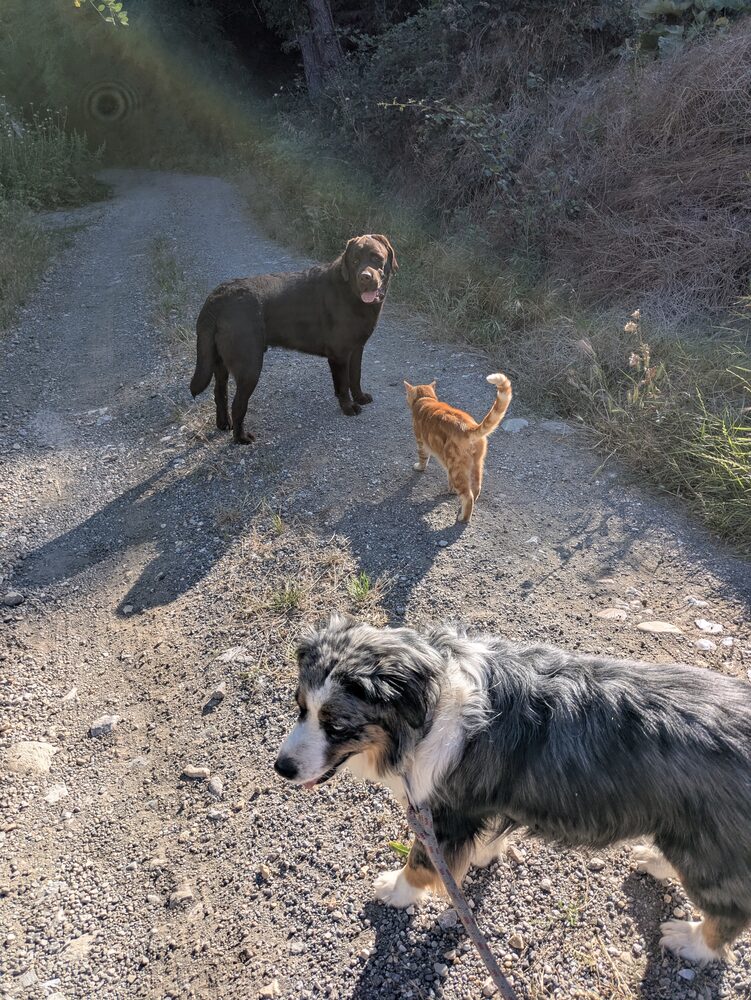 Balade éducative canine